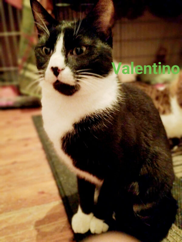 Valentino - knuffelaar - Afbeelding 6