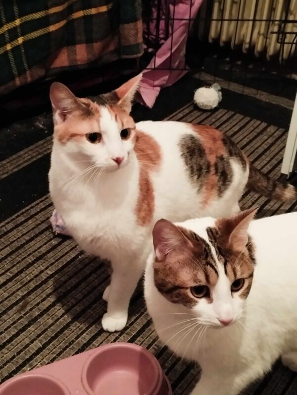 Ter adoptie: lief duo binnenkatten Chloe en Chanel