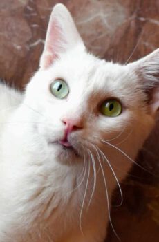 Lieve binnenkat Kobe ter adoptie