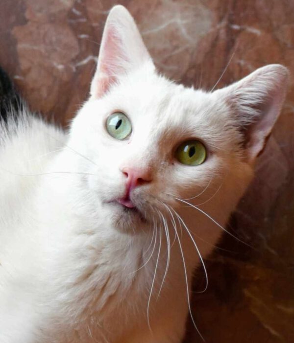 Lieve binnenkat Kobe ter adoptie