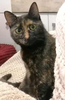 Binnenkat Chloe beschikbaar voor adoptie