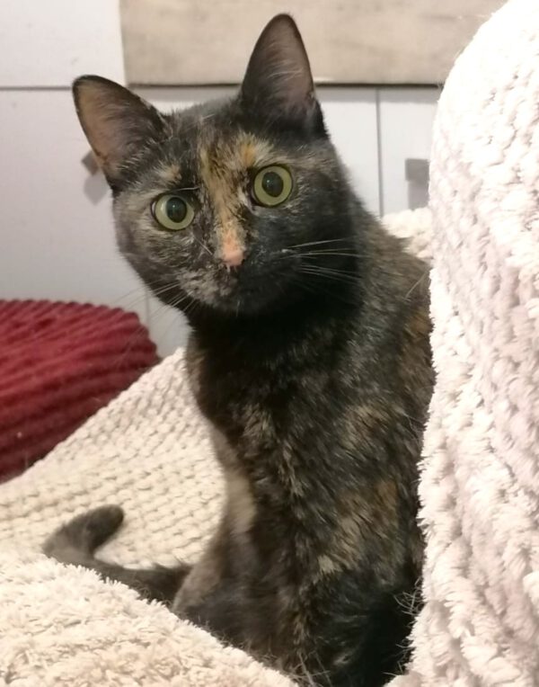 Binnenkat Chloe beschikbaar voor adoptie