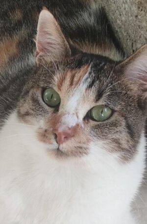 Ter adoptie: lieve binnenkat Lilly