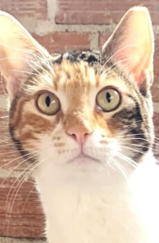 Lieve binnenkat Allegra is te adopteren