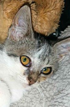 Kitten Melissa kan geadopteerd worden als binnenkat