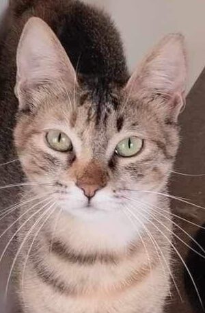 Cyperse binnenkat Milva ter adoptie