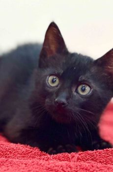 Zwarte kitten Sandow kan geadopteerd worden