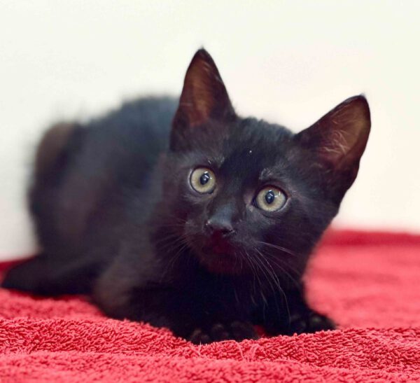 Zwarte kitten Sandow kan geadopteerd worden