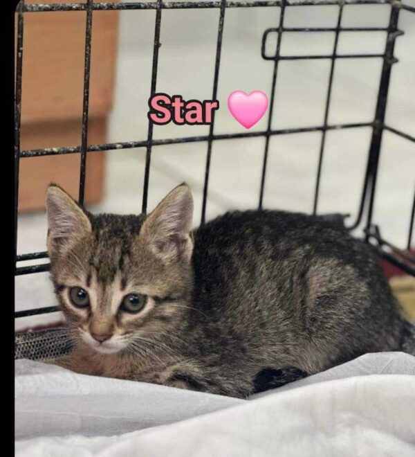 Lieve Cyperse kitten Star voor adoptie