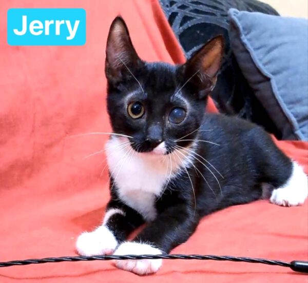 Lief kattenduo Tom & Jerry