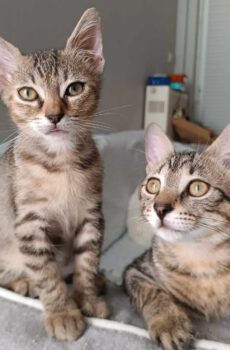 Superlief duo kittens Danny en Daniela