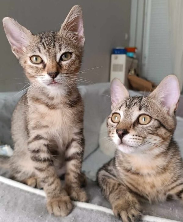 Superlief duo kittens Danny en Daniela