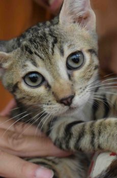 Lieve knuffelige Souelen is een binnenkat