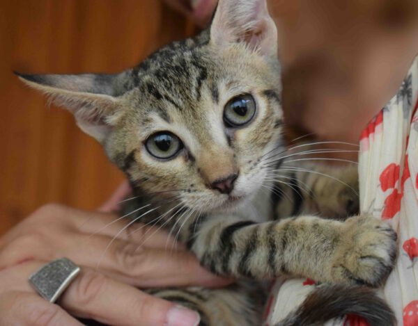 Lieve knuffelige Souelen is een binnenkat