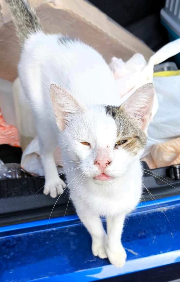 Binnenkat Lizy is een echte gezinskat