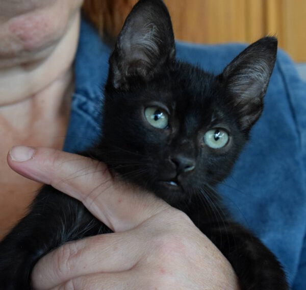 Zwarte kitten Aiden is een knuffelkont en binnenkat