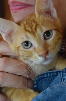 Rode kitten Amir is een binnenkat en grote knuffelkont