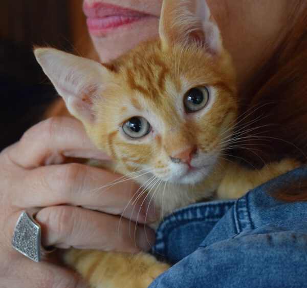 Rode kitten Amir is een binnenkat en grote knuffelkont