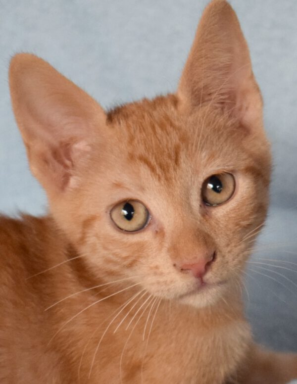 Prachtige rode kater Asher is nog een kitten en een binnenkat