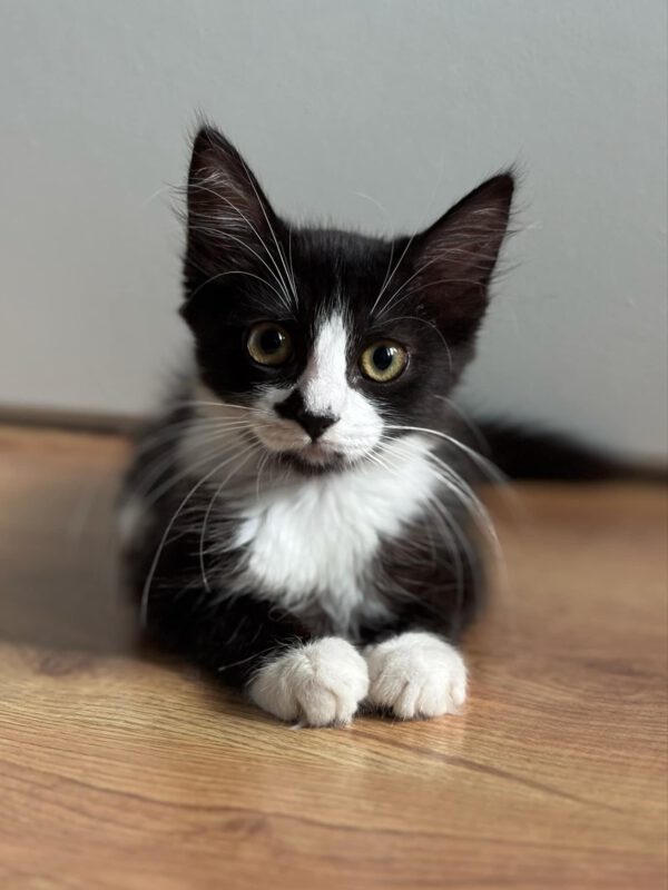 Lieve kitten Zouboulia is een binnenkat