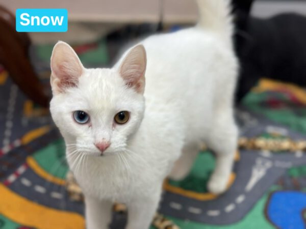 Witte binnenkat Snow is een odd-eyed kat