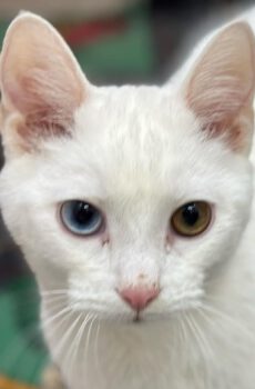 Witte binnenkat Snow is een odd-eyed kat