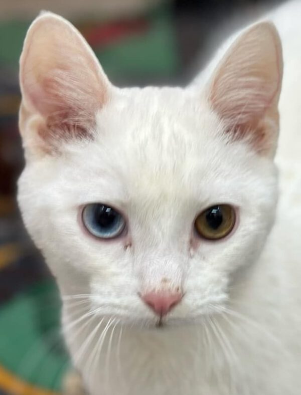 Witte binnenkat Snow is een odd-eyed kat