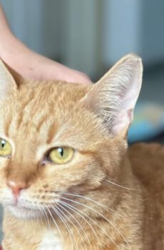 Rode poes Ginger is een binnenkat