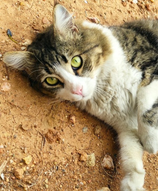 Halflangharige kat Halvast heeft een catproof tuin nodig