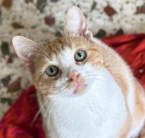 Rood-witte kater Luuk is een binnenkat