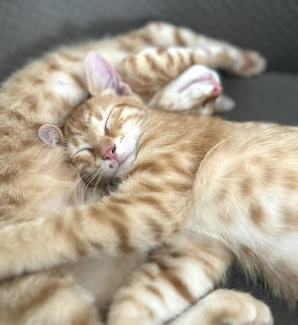 de 2 rode katers Merlot en Savvas zijn binnenkatten