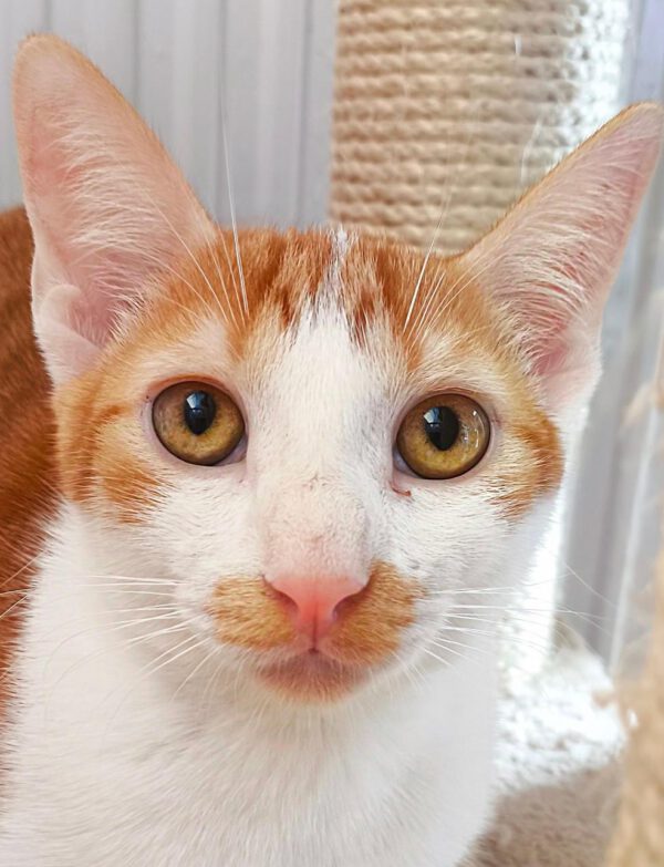 Rood-witte kater Milo is een knuffelkont en binnenkat