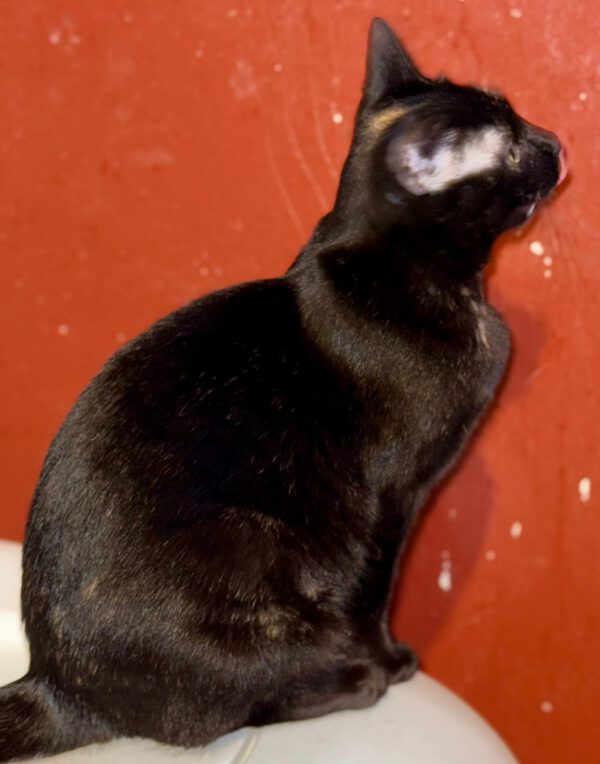 Scarlett - geadopteerd - Afbeelding 10