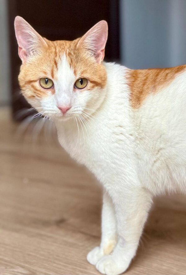 Carlos - enorme knuffelkat - Afbeelding 4