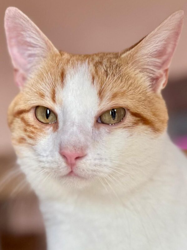 Carlos - enorme knuffelkat - Afbeelding 10